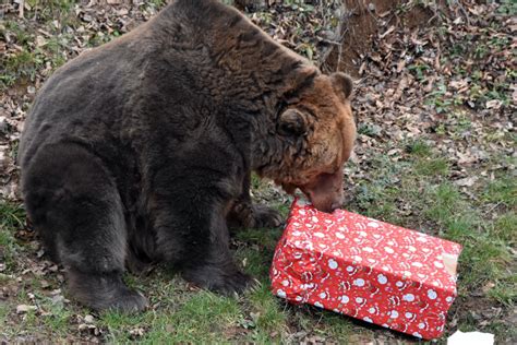 Zvieratá V Košickej Zoo Si Rozbaľovali Vianočné Darčeky S Pochúťkami