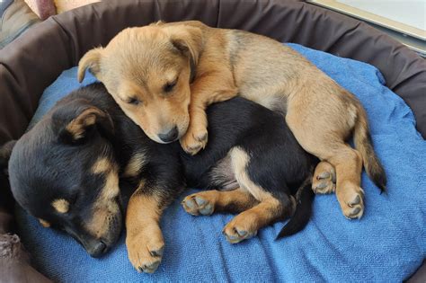 My Two Puppies Cuddling They Are Siblings And They Are Rescued Raww