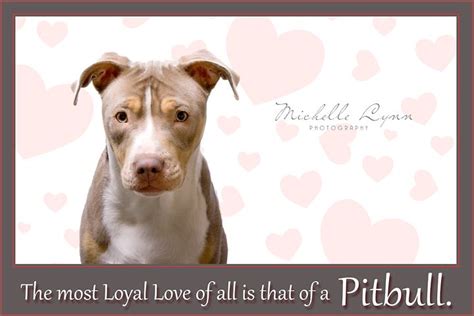 Pittie Love Pitbulls Pitties Animals