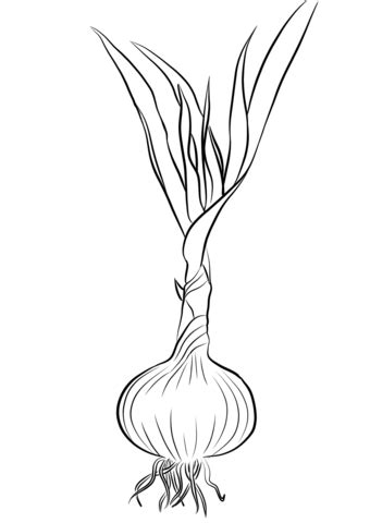 Las mejores 10+ ideas de ajo dibujo ajo dibujo, ajo, dibujo. Garlic coloring page | Free Printable Coloring Pages