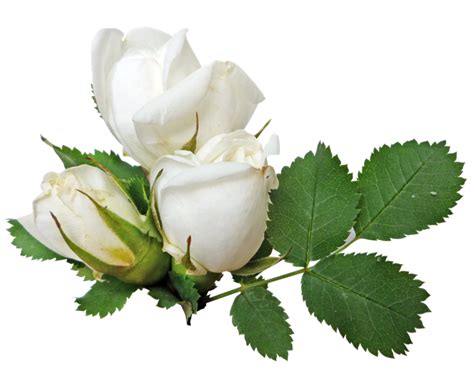 Download White Rose Transparent Hq Png Image Freepngimg
