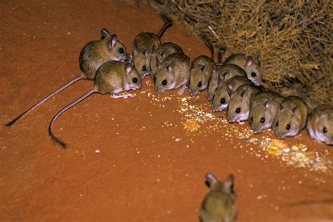 Australians Are Waking Up To Mice In Their Beds As The Countrys Rodent