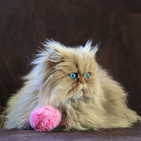 This is a page of pictures of persian cats and some information about this ever popular cat breed. Meet Lilly and Evy, the Adorable Golden Persian Cats with ...