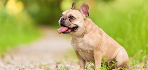 More than 299 teacup french bulldog puppies at pleasant prices up to 23 usd fast and free worldwide shipping! How Much Does a French Bulldog Cost? (2019) | Spend On Pet