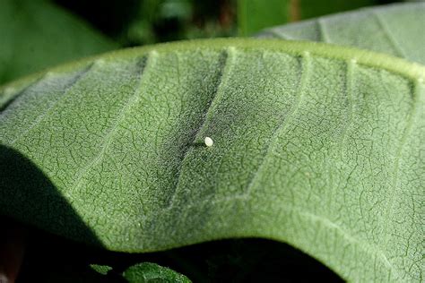 Monarch Butterfly Eggs Photo Biological Science Picture Directory