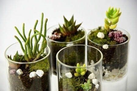 As houseplants, moon cacti are typically mutants that do not produce chlorophyll, which is why they have such vivid colors—from hot pink to neon yellow. Adorable Diy Terrarium · How To Make A Plant Marker · Home ...