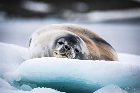 Animals In Antarctica 32 Incredible Beasts And Birds With Photos