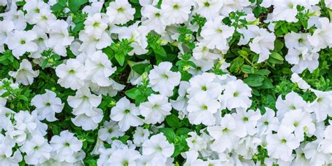 White Flowers With Green Leaves In The Background