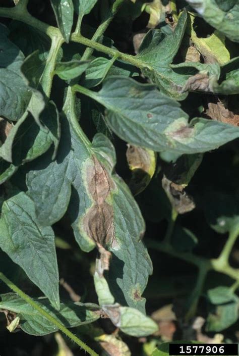 Tomato Troubles Cultural Practices To Combat Insects And Diseases