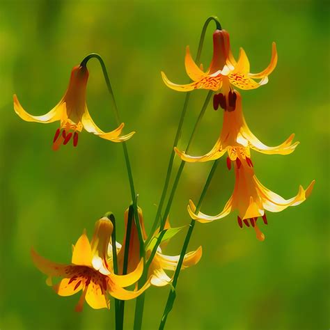 lilium canadense canada lily meadow lily wild yellow li… flickr