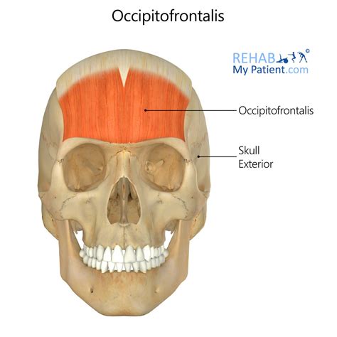 Musculo Occipitofrontal