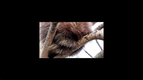 Baby Porcupine Eating Tree Bark Shorts Babyanimals Porcupine