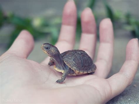 Surprisingly, some turtles also use their cloaca to breathe. Baby Turtles And Cats Don't Mix | Tiny turtle, Pet turtle ...