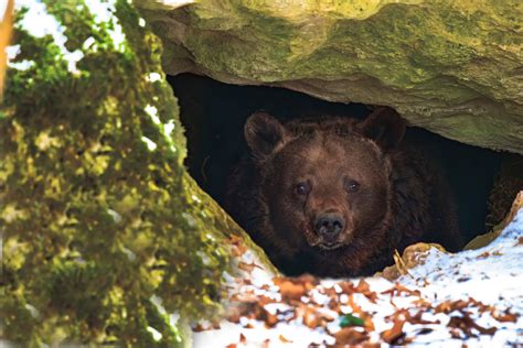 Descubre que un oso hibernó debajo de su casa - Uniradio Informa