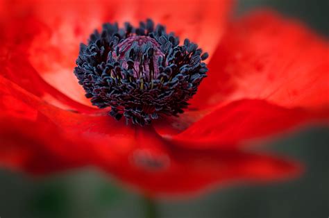 Discover The Red Poppy - Poland's National Flower ...