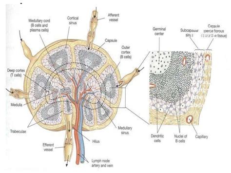Anatomy Of Lymph Node