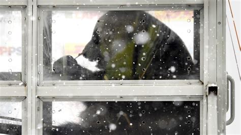 Pair Of Giant Pandas Get Snowy Welcome In Finland