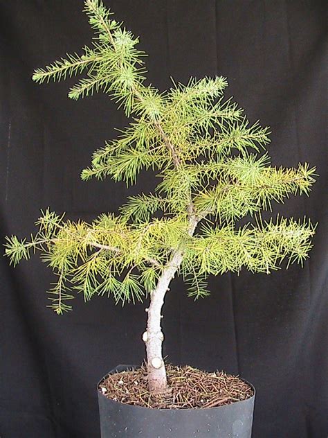 Your email address will not be published. Cedar Bonsai | kuromatsubonsai.com