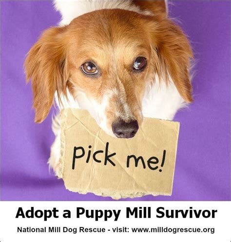 There Are Hundreds Of Puppy Mill Survivors At National Mill Dog Rescue
