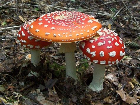 Psychoactive Magic Mushroom Found In Grounds Of Buckingham