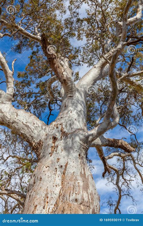 Beautiful Intricate Branches Of Eucalyptus Tree Stock Image Image Of