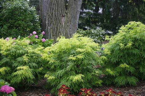 (aka lemon lace, lemony lace�, smnsrd4). Lemony Lace® - Elderberry - Sambucus racemosa Images ...