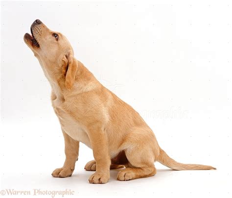 Dog Yellow Labrador Retriever Puppy Howling Photo Wp24140