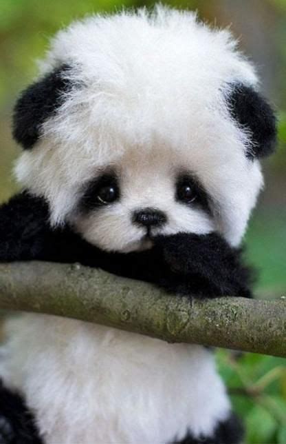 Very Cute Baby Panda Aww Cute Animals Cats Dogs
