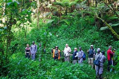 Bwindi impenetrable national park, covering 32,092 ha, is one of the largest areas in east africa which still has afromontane lowland forest extending to well within the montane forest belt. Bwindi impenetrable Forest National Park | African Quest Safaris