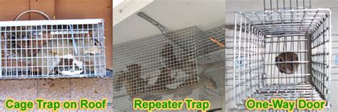 Squirrel Removal And Control Professional Wildlife Management