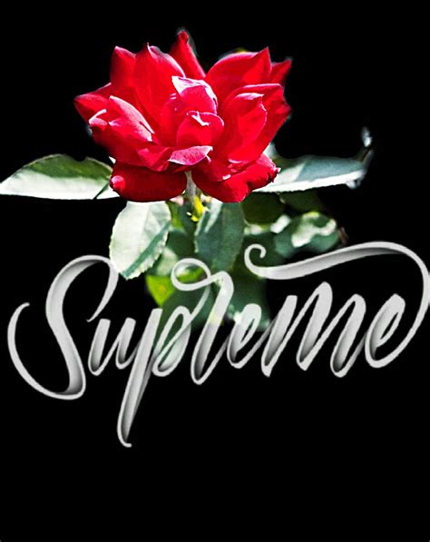 Rose Supreme Wallpapers Top Free Rose Supreme