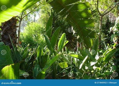 Dense Tropical Equatorial Vegetation In A Rain Forest Stock Photo
