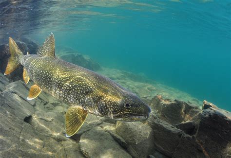 Shallow Water Predator A Large Lake Trout Swims By Cautiou Flickr