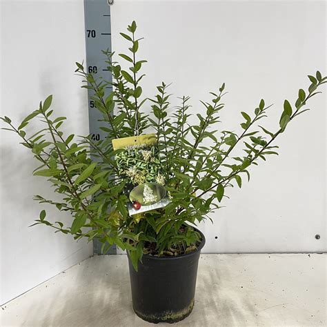 Ligustrum Vulgare Lodense — Plant Wholesale Floraccess
