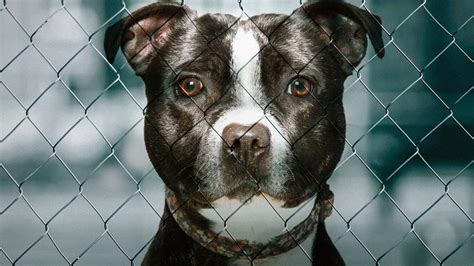 Pit Bulls And Parolees Watch Full Episodes And More Animal Planet