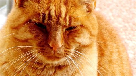 Attractive Cute Red Cat Free Image Download