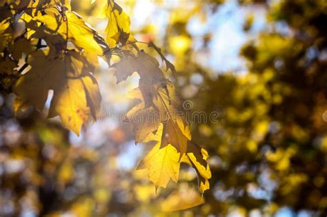Yellow Autumn Colored Leafs In Backlight Stock Image Image Of Autumn
