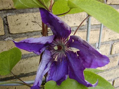 Check spelling or type a new query. Madam Bæk's planter: Clematis