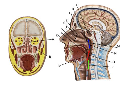 Head Frontal And Sagittal Diagram Quizlet