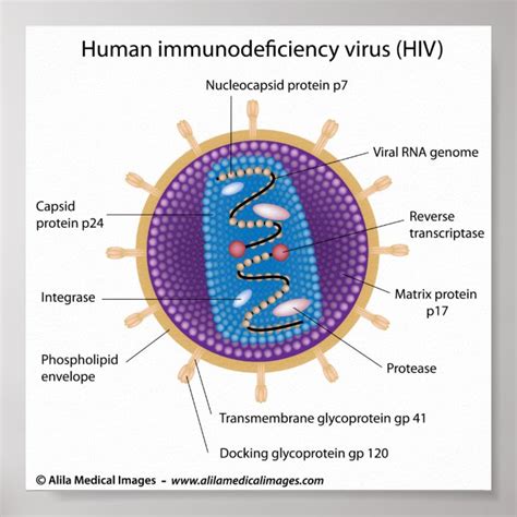 Hiv Virus Structure Labeled Diagram Poster