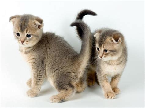 Cute Little Kitten Cats ~ World Information