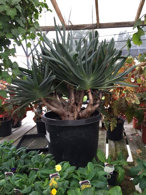 Maybe you would like to learn more about one of these? Very large fan aloe | Plants, Large fan, Aloe