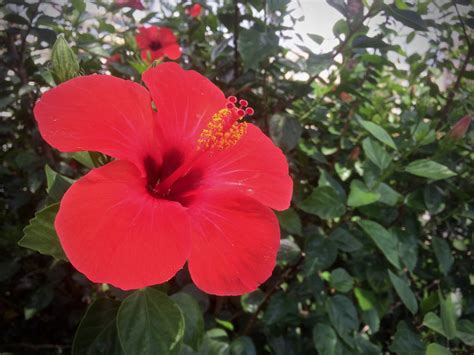 Hibiscus: Una bella y gran flor, una constante en nuestro paisaje
