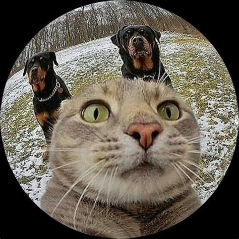Cat Round Pfp 5 Cat Profile Cute Cats And Dogs Cat Icon