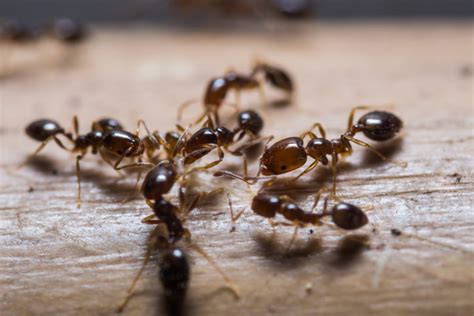 How To Identify Carpenter Ants Exterminator Mississauga