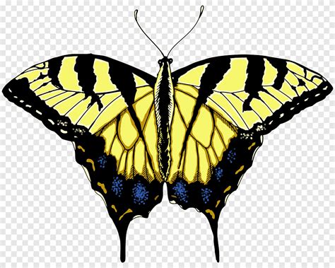 فراشة تي شيرت أصفر الرسوم التوضيحية فراشة Brush Footed Butterfly