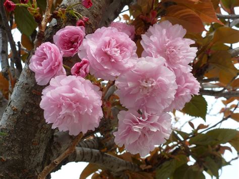 Árboles Con Alma Cerezo De Flor Japonés Prunus Serrulata