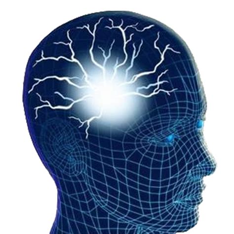 Human Brain Png Image For Free Download