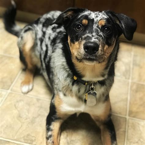 The texas heeler not only herds and heels, but they handle a charging cow without a problem. Texas Heeler - Information, Photos, Characteristics, Names