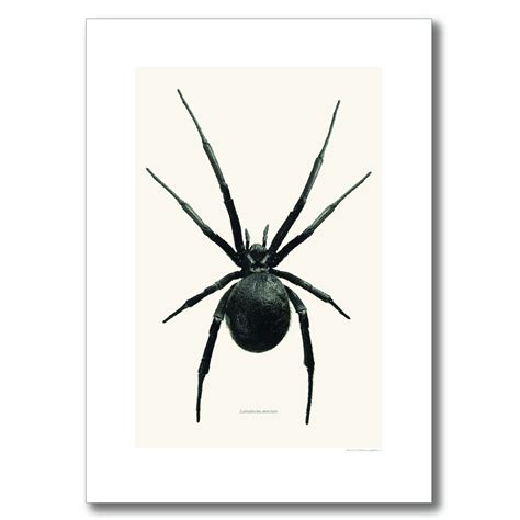Black Widow Spider Print Stuff And Co